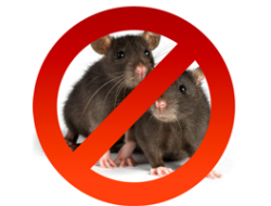 Борьба с мышами, крысами, грызунами