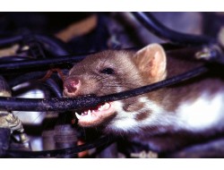 Завелась крыса в машине? Как избавиться от крыс в машине?