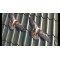 Визуальный отпугиватель птиц голубей воробьев ласточек Хищник-3