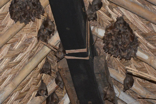 Jak se zbavit netopýrů na balkóně, v domě, bytě, na půdě, pod střechou a na dalších místech